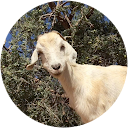 Spilios Galanis Spilios Galanis